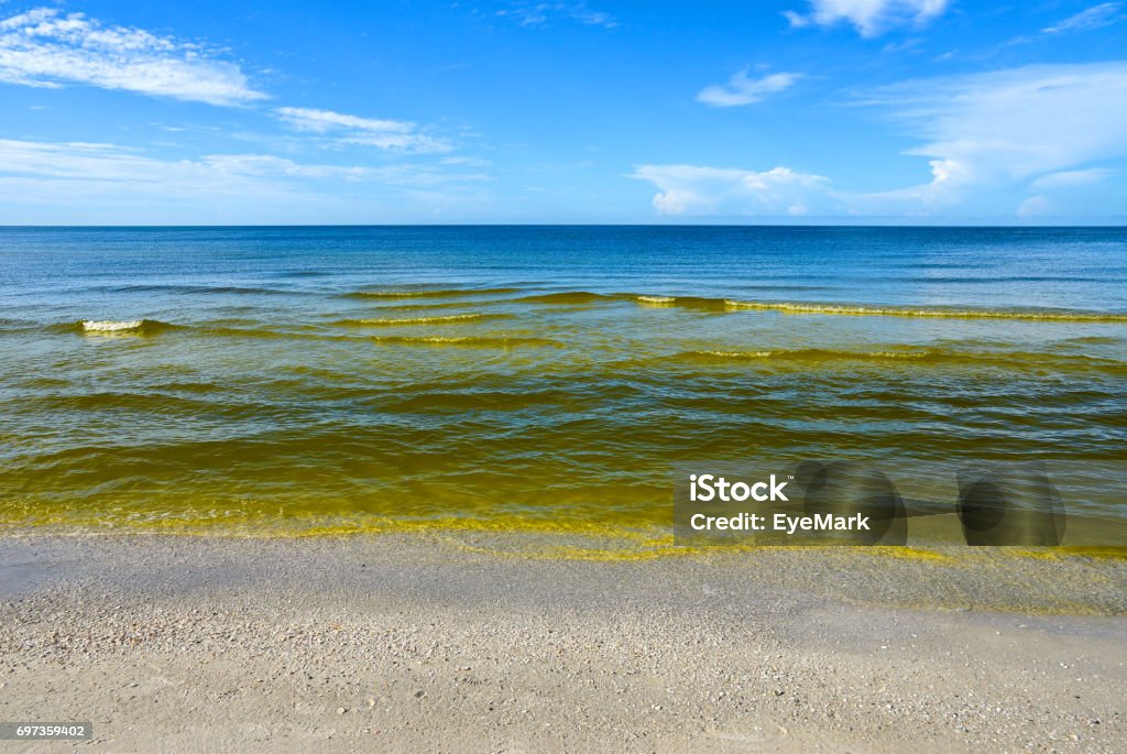 Red Tide Visible Red tide in the Gulf of Mexico is a common phenomenon known as an algal bloom (large concentrations of aquatic microorganisms) that is caused by a few species of dinoflagellates and the bloom takes on a red or brown color. Algal Bloom Stock Photo