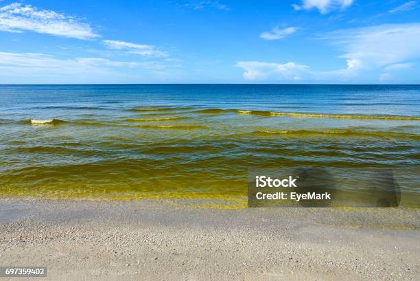 Red Tide Stock Photo - Download Image Now - Algal Bloom, Red Tide, Sea