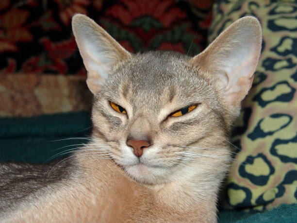 Sleepy abyssinian cat lies on a bed