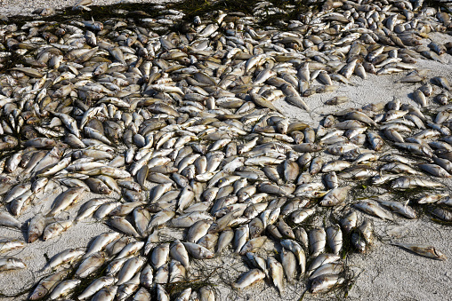 Red Tide: Beach covered with dead fish killed by the bloom of toxic red algae.