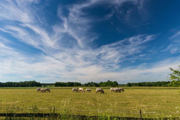 istock Long white clouds over a meadow with grazing bulls 697361842