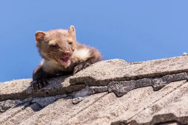 Horizontal photo of adult ugly marten which look over the vintage roof to other side during the day time. Marten is injured after fight with another one. Animal has open muzzle and one teeth is missing.