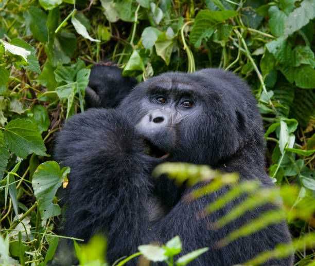 istock Mountain gorilla eating plants. Uganda. Bwindi Impenetrable Forest National Park. 697362088