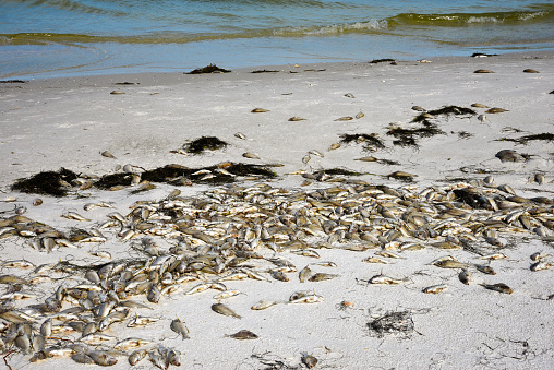 Red Tide: Beach covered with dead fish killed by the bloom of toxic red algae.