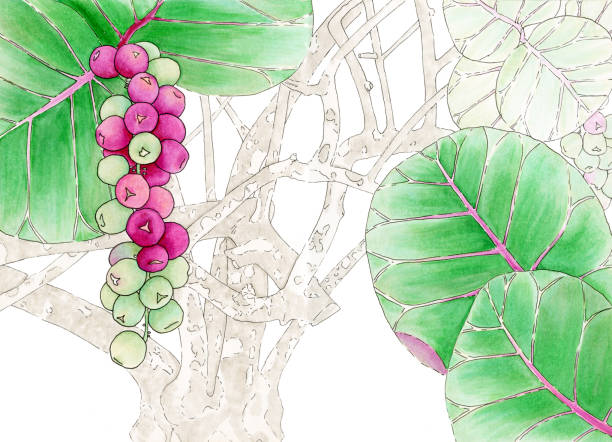 Seagrape Tree Vector 50+ Sea Grape Trees Stock Illustrations, Royalty-Free Vector Graphics ...