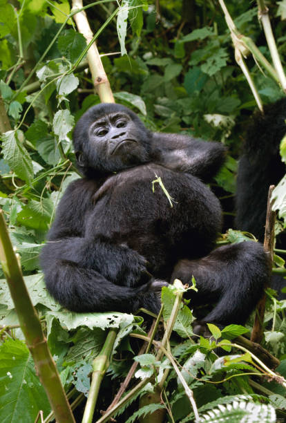 istock A baby mountain gorilla on a tree. Uganda. Bwindi Impenetrable Forest National Park. 697365310
