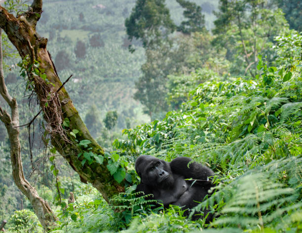 gorila macho dominante de la montaña en la hierba. uganda. bwindi impenetrable parque nacional del bosque. - gorila fotografías e imágenes de stock
