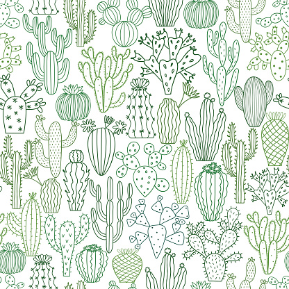 Cactus vector illustrations. Hand drawn cactus plants set isolated on white