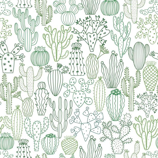 Cactus vector illustrations. Hand drawn cactus plants set Cactus vector illustrations. Hand drawn cactus plants set isolated on white cactus stock illustrations