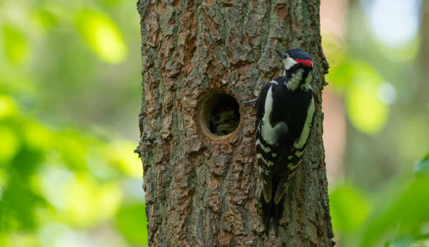 istock Great spotted woodpecker (Dendrocopos major) male 697368616