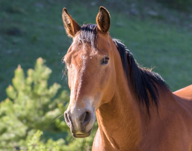 istock Friendly Well Groomed Horse in Morning Light 697368704
