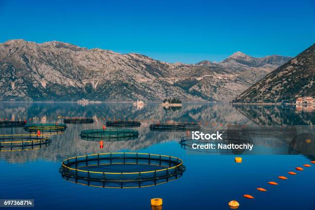 Fish Farm In Montenegro The Farm For Breeding And Fish Farming Stock Photo - Download Image Now