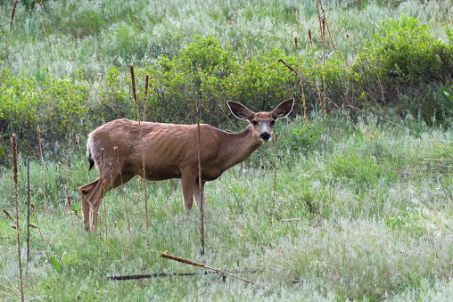 Pregnant Mule Deer Doe Stock Photo - Download Image Now - Animal ...