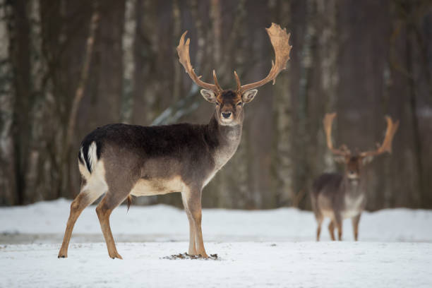 istock Fallow Deer Buck. Majestic powerful adult Fallow Deer, Dama dama, in winter forest, Belarus. Wildlife scene from nature, Europe.A male of fallow deer ( Daniel ) with grate antlers standing on the snow 697368874