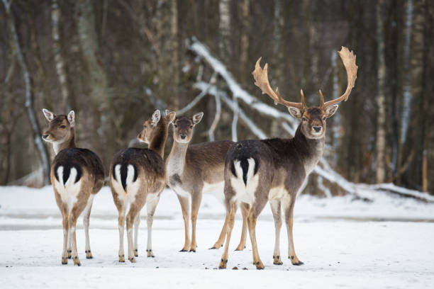 damwild, dama dama, majestätischen erwachsenes tier im winterwald, belarus. kleine herde damhirsche (dama dama). eine gruppe von damwild. tierwelt tier szene aus der natur. damhirsche in einem winter - fallow deer fawn deer fallow field stock-fotos und bilder