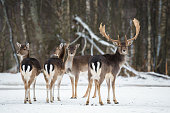 Fallow Deer, Dama dama, majestic adult animal in winter forest, Belarus. Small herd of fallow deers ( Dama dama ).A group of Fallow Deer. Wildlife animal scene from nature. Fallow deer in a winter