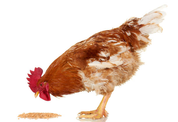gallo marrone mangiare cereali su sfondo bianco, oggetto isolato, pollo vivo, un animale da fattoria primo piano - chicken isolated poultry animal foto e immagini stock