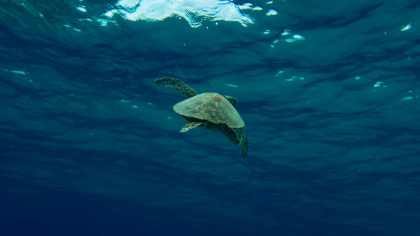 istock Hawaiian Turtle in the Ocean 697375772