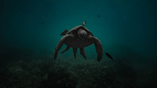 istock Hawaiian Turtle in the Ocean 697376122