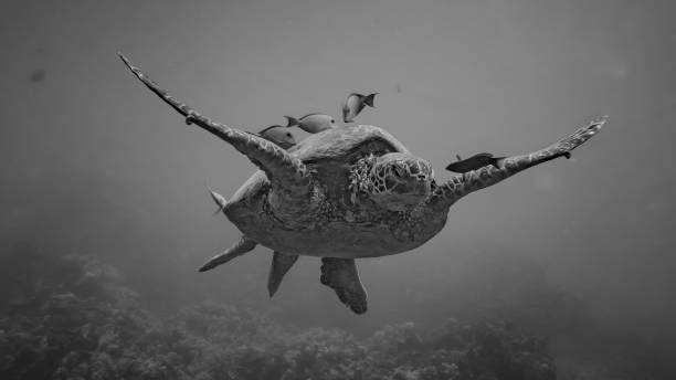 istock Hawaiian Turtle in the Ocean 697376136