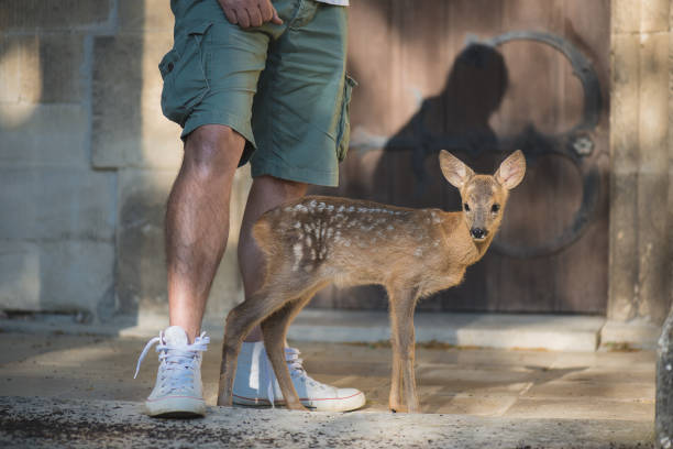istock Zookeeper with young deer in zoo 697379092