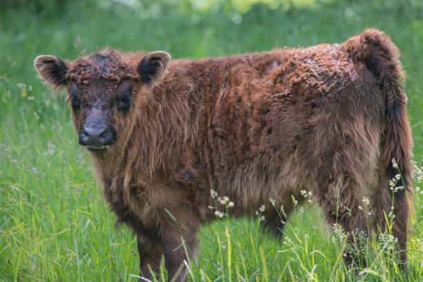 istock Calf of Galloway 697383120
