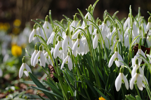 Snowdrop / White spring flowers on blur green background.