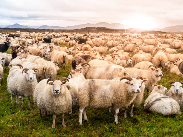 большое стадо овец во время заката, исландия - sheeps through time стоковые фото и изображения