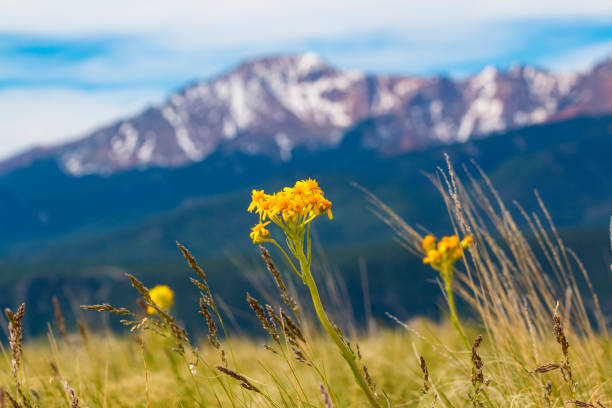 istock Wildflowers and Pikes Peak 697390000