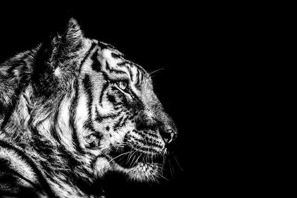 Photo of bw tiger