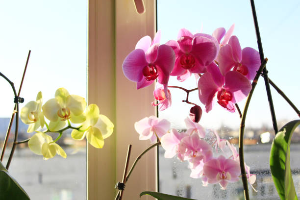 istock blooming multicolored orchids on the window-sill 697392970