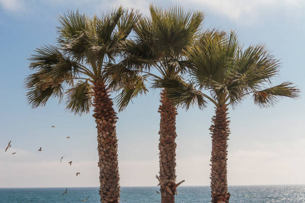 istock Three Palm Trees, Redondo Beach California 697393432