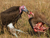 greifvogel-frisst-die-beute-in-der-savanne-kenia-tansania-safari-ost-afrika.jpg?b=1&s=170x170&k=20&c=sglCtd294gR9rPZ2c9DCOF0GvlBgYjgNLmYtjEt_XqM=