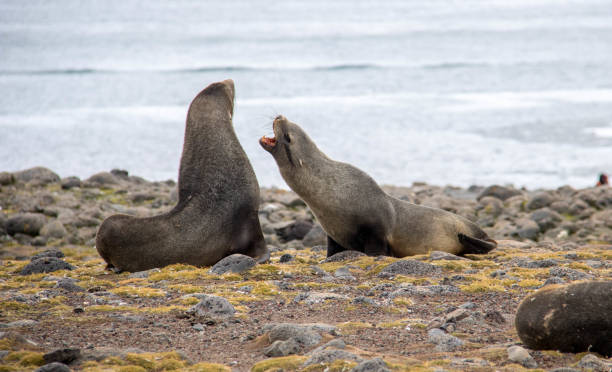 istock Antarctica: Fur Seals on Penguin Island 697399000