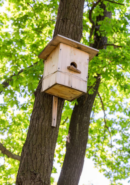 istock Wooden birdhouse hanging from a tree with green leaves 697403408