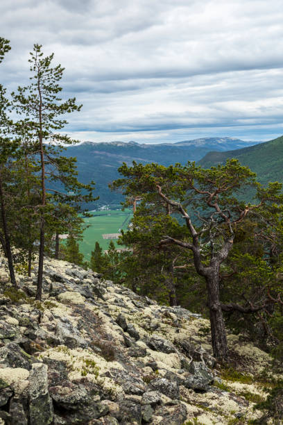istock Landscape with large  pine tree and reindeer moss in mountains . 697403690
