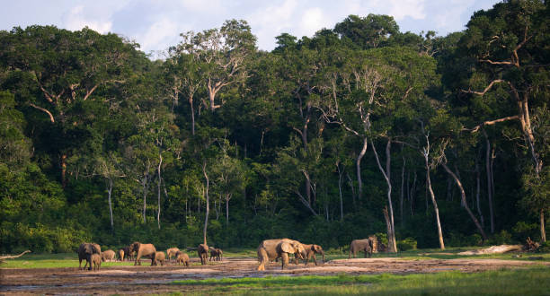 林縁の森象のグループ。コンゴ共和国。ザンガ ・ サンガ特別区。中央アフリカ共和国。 - アフリカゾウ ストックフォトと画像