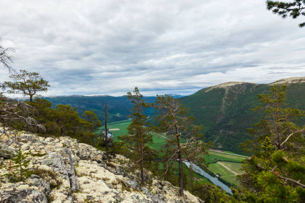 istock Old large  pine tree and reindeer moss in mountains . 697406712