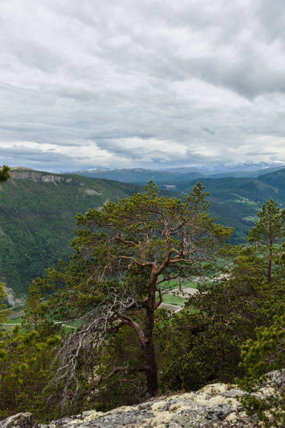 istock Landscape with large  pine tree and reindeer moss in mountains . 697412512