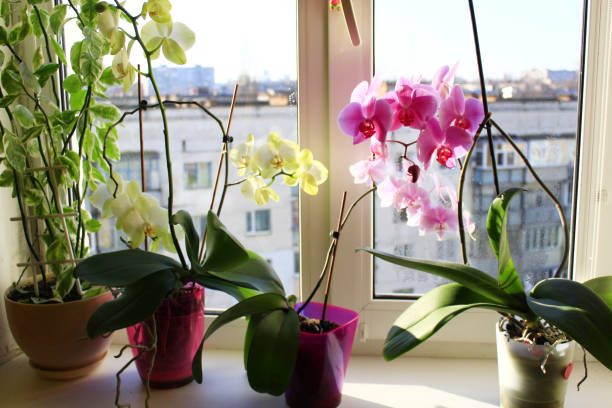 istock yellow and pink orchids 697413430