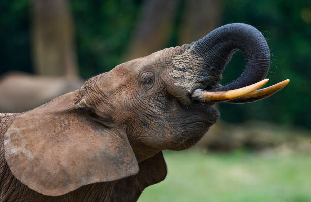 istock Forest elephant drinking water from a source of water. Central African Republic. Republic of Congo. Dzanga-Sangha Special Reserve. 697413576