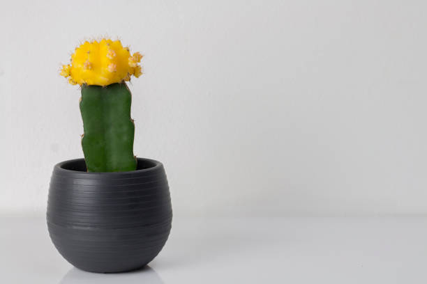 istock Yellow Moon Cactus in A Pot Isolated 697413728