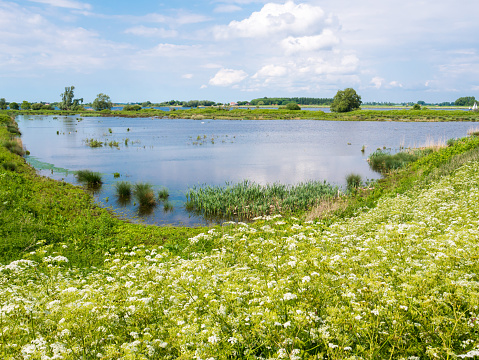 Polder landscape with dike, flowers, grass and marshy wetland on Tiengemeten island in Haringvliet estuary, South Holland, Netherlands