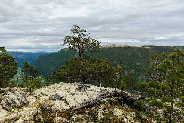 istock Landscape with large  pine tree and reindeer moss in mountains . 697413826