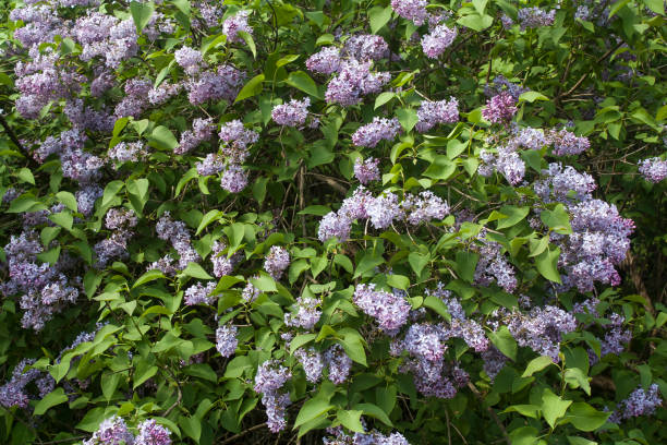 istock blossoming bush of lilac 697416352