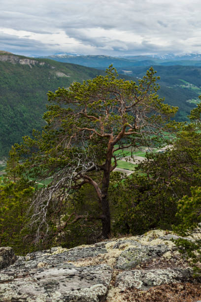 istock Old large  pine tree and reindeer moss in mountains . 697416514