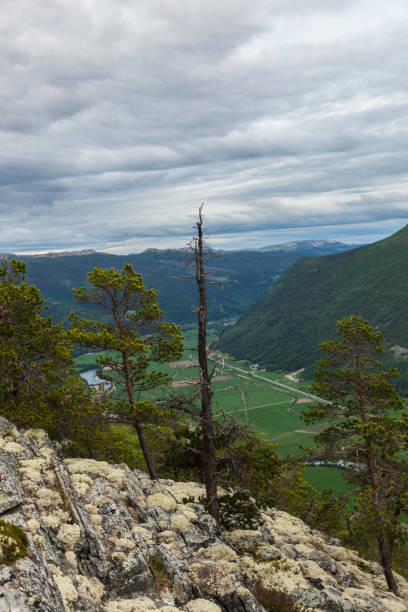 Old large  pine tree and reindeer moss in mountains .
