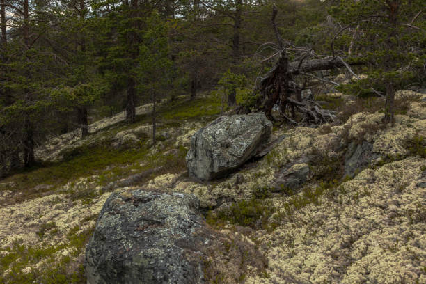 istock Virgin  forest with pine trees and white reindeer moss. 697420184