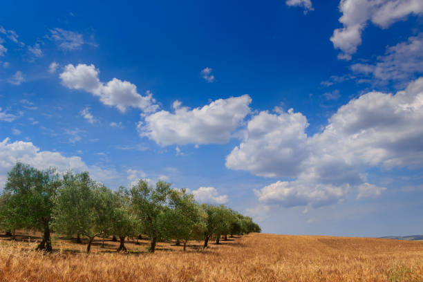 istock Hilly contryside with cornfield and olive grove.Italy (Apulia). 697420504