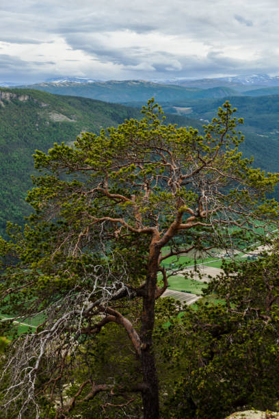 istock Virgin  forest with pine trees and white reindeer moss. 697420646